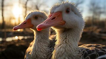 Close-up photo of a Duck looking any direction. Generative AI