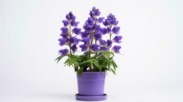 Photo of Monkshood flower in pot isolated on white background. Generative AI