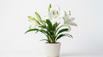 Photo of Lily flower in pot isolated on white background. Generative AI