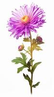 Photo of beautiful Aster flower isolated on white background. Generative AI