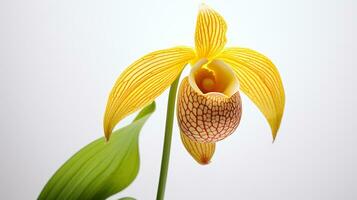 Photo of beautiful Lady's Slipper flower isolated on white background. Generative AI