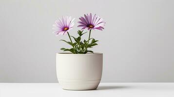 Photo of Osteospermum flower in pot isolated on white background. Generative AI