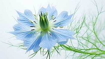 Photo of beautiful Love-in-a-Mist flower isolated on white background. Generative AI