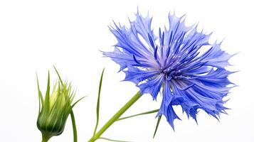 Photo of beautiful Cornflower flower isolated on white background. Generative AI