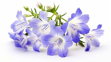 Photo of beautiful Jacob's Ladder flower isolated on white background. Generative AI