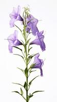 Photo of beautiful Bellflower isolated on white background. Generative AI