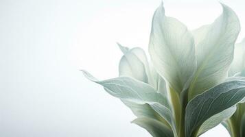 foto de hermosa de cordero oído flor aislado en blanco antecedentes. generativo ai