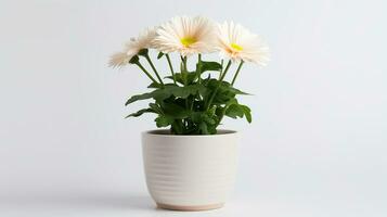 Photo of Shasta Daisy flower in pot isolated on white background. Generative AI