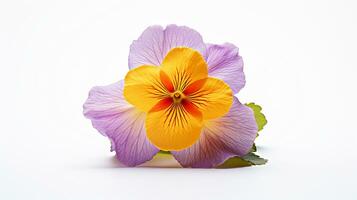 Photo of beautiful Primrose flower isolated on white background. Generative AI