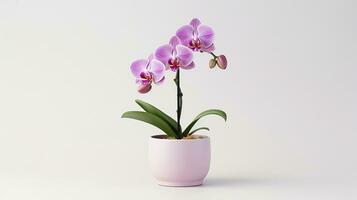 Photo of Orchid flower in pot isolated on white background. Generative AI