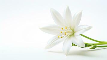 Photo of beautiful Star of Bethlehem flower isolated on white background. Generative AI