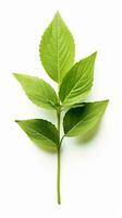 Photo of beautiful Balsam flower isolated on white background. Generative AI