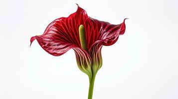 Photo of beautiful Jack-in-the-pulpit flower isolated on white background. Generative AI