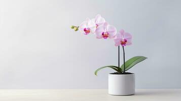 Photo of Orchid flower in pot isolated on white background. Generative AI