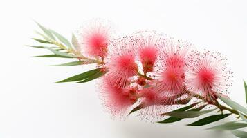 Photo of beautiful Bottlebrush flower isolated on white background. Generative AI