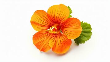 Photo of beautiful Nasturtium flower isolated on white background. Generative AI