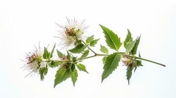 Photo of beautiful Bishop's Weed flower isolated on white background. Generative AI