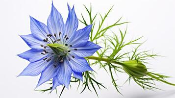 Photo of beautiful Love-in-a-Mist flower isolated on white background. Generative AI