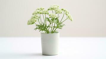 Photo of Queen Annes Lace flower in pot isolated on white background. Generative AI