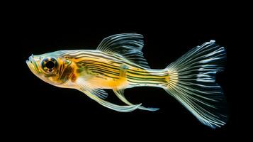 Wildlife photography of Photo of Zebrafish. Generative AI