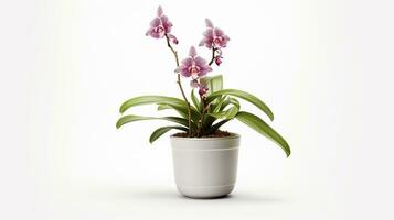 Photo of Monkey Orchid flower in pot isolated on white background. Generative AI