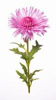 Photo of beautiful Aster flower isolated on white background. Generative AI