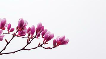 Photo of beautiful Redbud flower isolated on white background. Generative AI