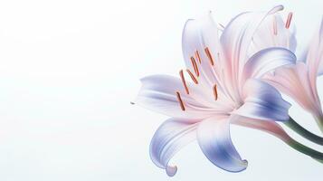 Photo of beautiful Fairy Lily flower isolated on white background. Generative AI