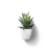 Top up view office plant on white pot. png