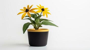 Photo of Rudbeckia flower in pot isolated on white background. Generative AI