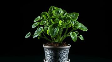 Photo of Lungwort flower in pot isolated on white background. Generative AI