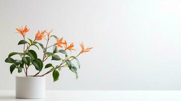 Photo of Honeysuckle flower in pot isolated on white background. Generative AI
