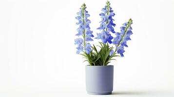 Photo of Delphinium flower in pot isolated on white background. Generative AI