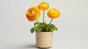 Photo of Ranunculus flower in pot isolated on white background. Generative AI