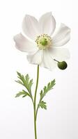 Photo of beautiful Anemone flower isolated on white background. Generative AI