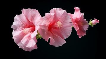 Photo of beautiful Hollyhock flower isolated on white background. Generative AI