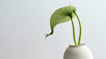 Photo of Jack-in-the-pulpi flower in pot isolated on white background. Generative AI