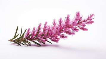 Photo of beautiful Heather flower isolated on white background. Generative AI