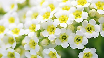 Photo of beautiful Sweet Alyssum flower isolated on white background. Generative AI