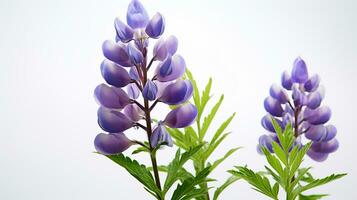 Photo of beautiful Lupine flower isolated on white background. Generative AI