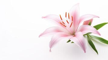 Photo of beautiful Fairy Lily flower isolated on white background. Generative AI