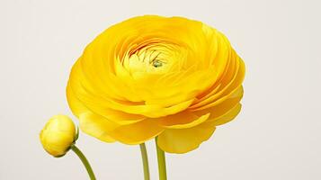 Photo of beautiful Ranunculus flower isolated on white background. Generative AI