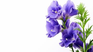 Photo of beautiful Monkshood flower isolated on white background. Generative AI