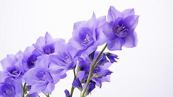 Photo of beautiful Larkspur flower isolated on white background. Generative AI