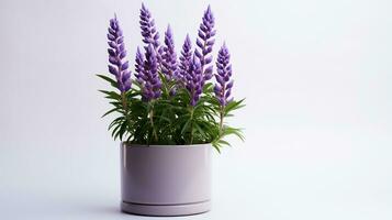 Photo of Lupine flower in pot isolated on white background. Generative AI