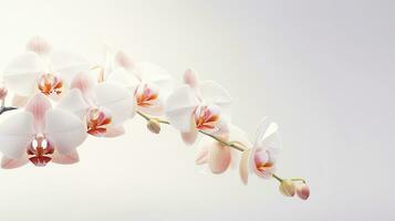 Photo of beautiful Orchid flower isolated on white background. Generative AI