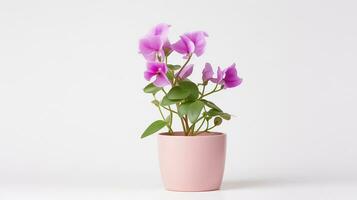 Photo of Sweet Pea flower in pot isolated on white background. Generative AI