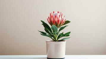 Photo of Protea flower in pot isolated on white background. Generative AI