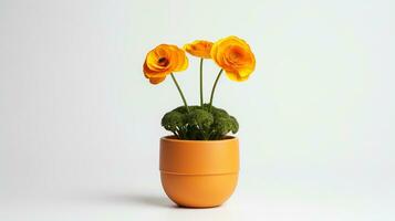 Photo of Buttercup flower in pot isolated on white background. Generative AI