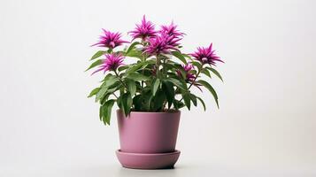 Photo of Monarda flower in pot isolated on white background. Generative AI